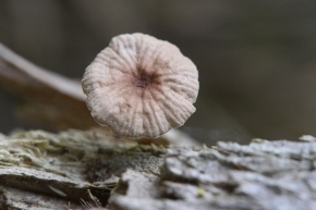 Paardenhaartaailing (Gymnopus androsaceus) 10-2025 2302